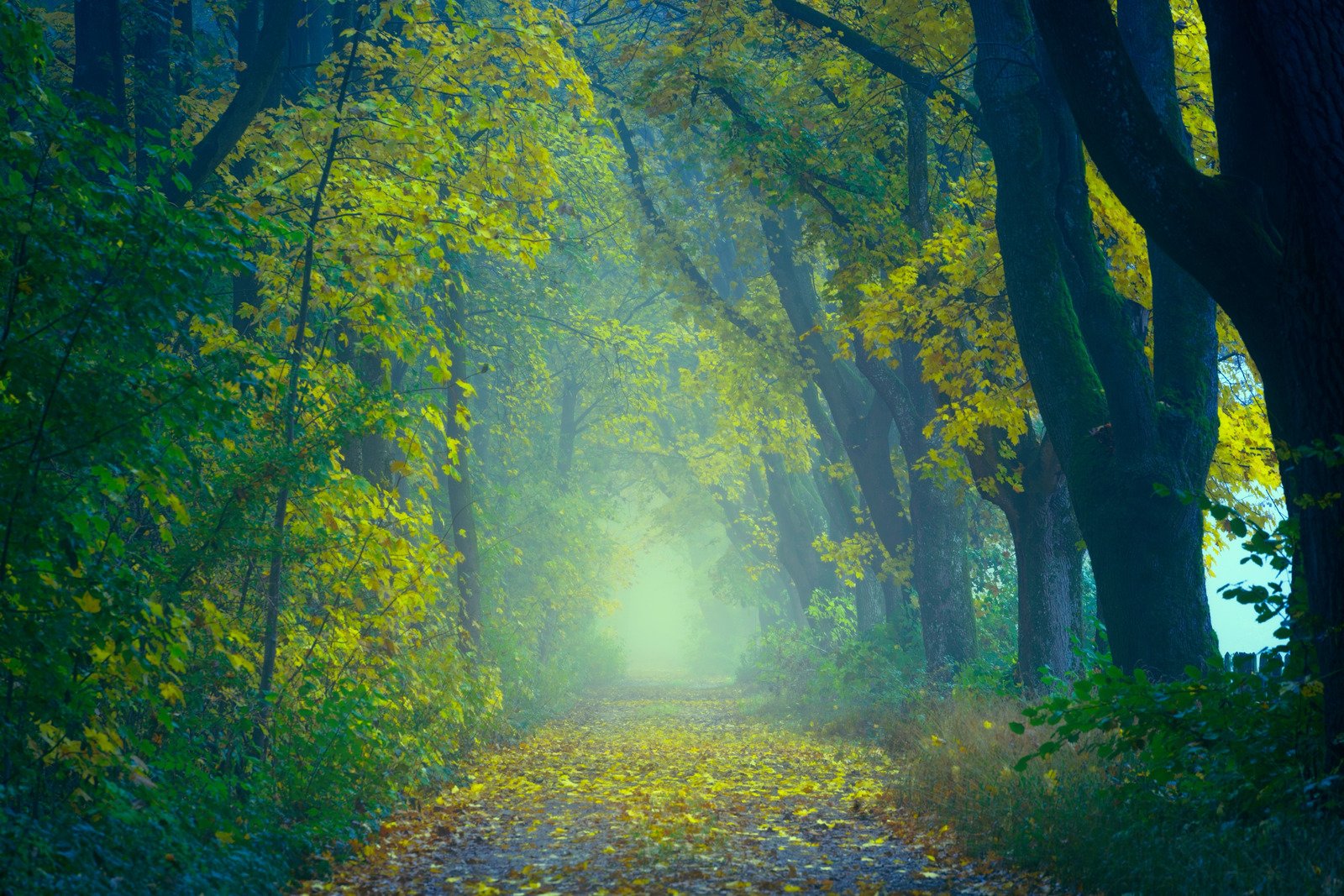 Photo d'un chemin traversant une forêt